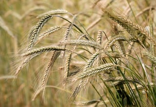 Picture of Barley