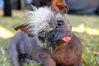 Picture of World's Ugliest Dog Contest