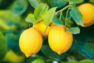 Picture of Lemon