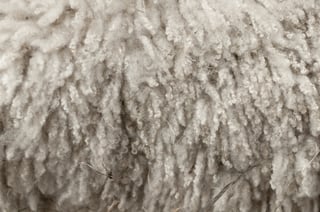 Picture of Wool