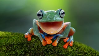 Picture of Frogs