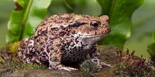 Picture of Toad