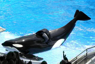 Picture of Tilikum