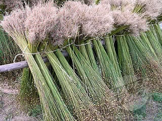 Picture of Flax