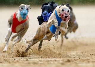 Picture of Greyhound racing