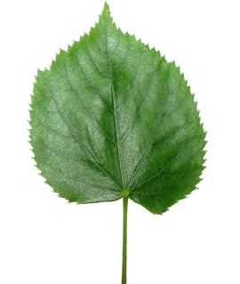 Picture of Leaf