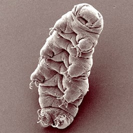 Picture of Hypsibius dujardini