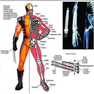 Picture of Adamantium