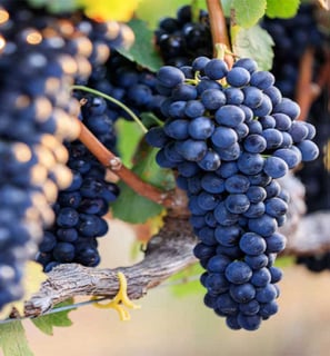 Picture of Shiraz