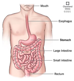 Picture of stomach
