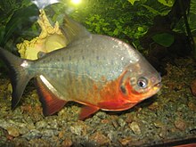 Picture of Pacu