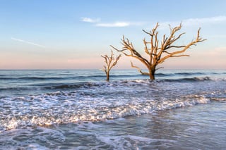 Picture of Edisto Island