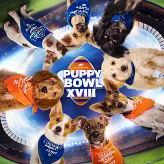 Picture of Puppy Bowl