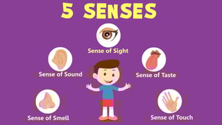 Picture of Sense