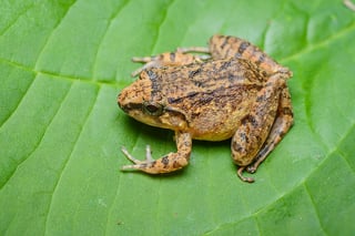 Picture of Limnonectes