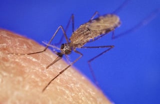 Picture of Anopheles gambiae complex