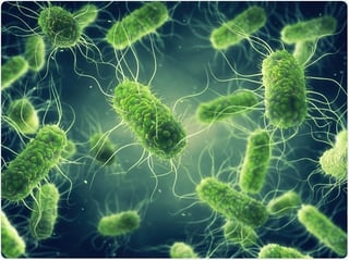 Picture of Salmonella
