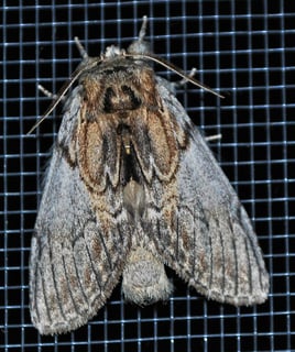 Picture of Peridea