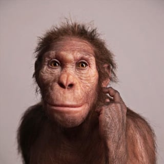 Picture of Australopithecus sediba
