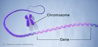Picture of Gene