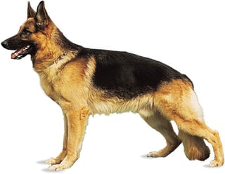 Picture of Dog