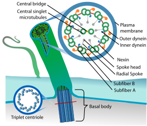 Picture of Cilium