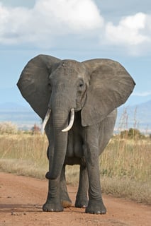 Picture of Elephant