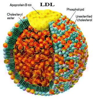 Picture of Apolipoprotein B