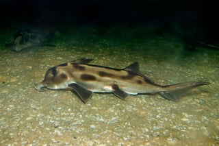 Picture of Australian ghostshark