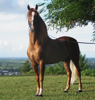 Picture of Stallion