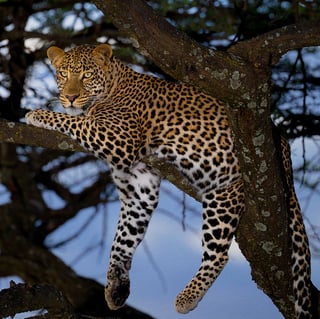 Picture of Leopard