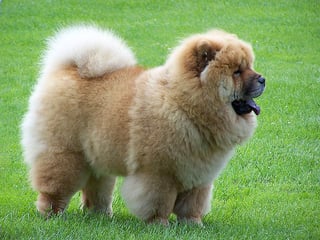 Picture of Chow Chow