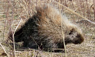 Picture of Porcupine