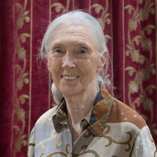 Picture of Jane Goodall