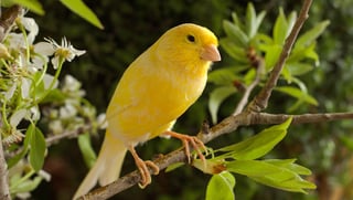 Picture of Domestic canary