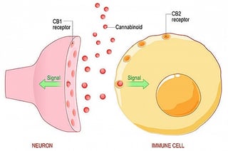 Picture of Endocannabinoid system