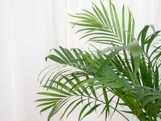 Picture of Palms