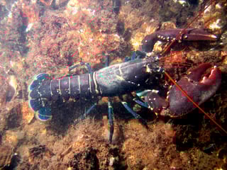 Picture of Lobster