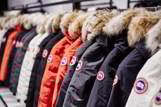 Picture of Canada Goose