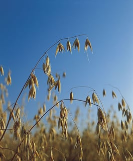 Picture of Oat