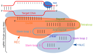 Picture of Guide RNA
