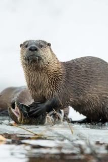 Picture of Otters