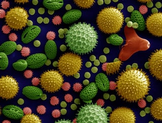 Picture of Pollen