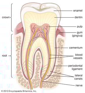Picture of Tooth
