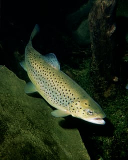 Picture of Trout