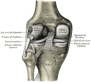 Picture of Fibular collateral ligament