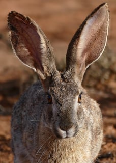 Picture of Hares