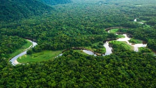 Picture of Amazon rainforest