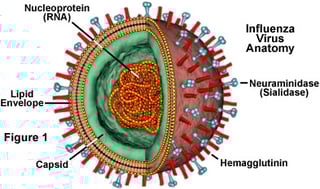 Picture of influenza