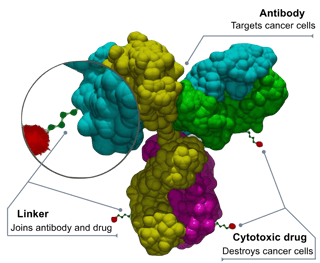 Picture of Antibody-drug conjugate